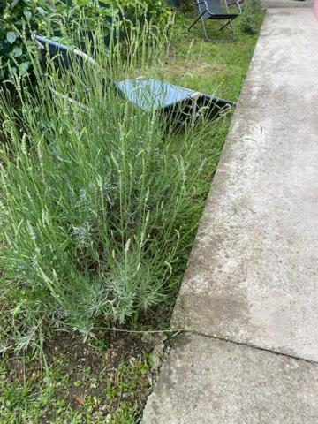 Požarevac Apartman Milica מראה חיצוני תמונה